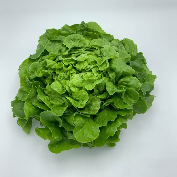 eikebladsla groen kist