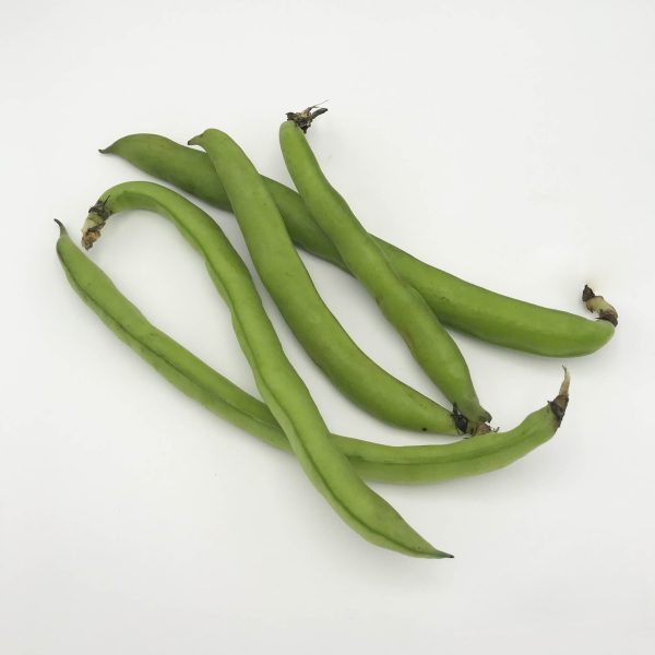 tuinbonen - fève de marais
