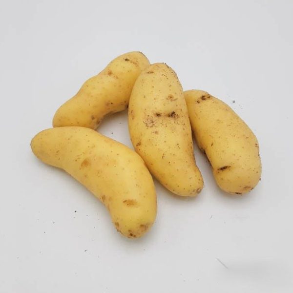 aardappel ratte du touquet