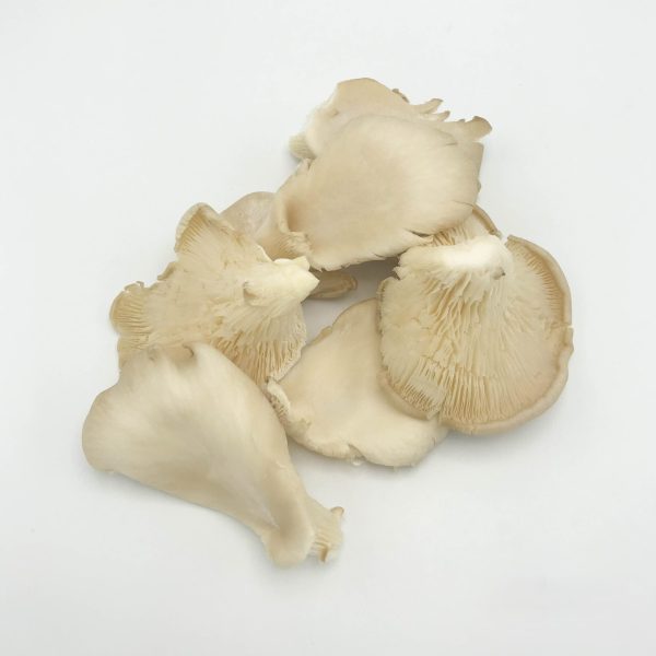 oesterzwam extra kist