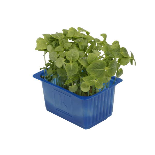 shiso groen per 16 potjes