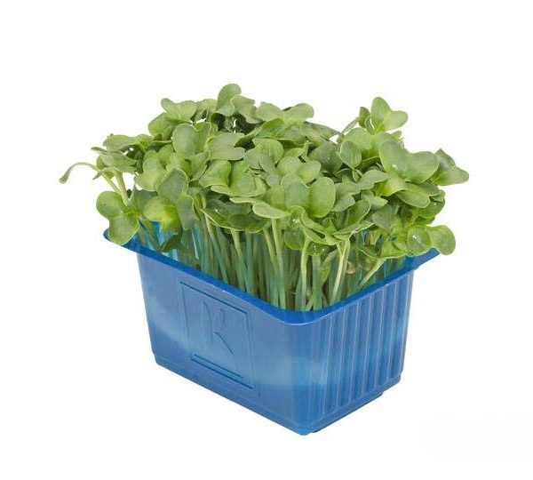 daikon cress per 16 potjes