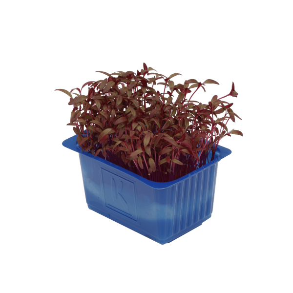 scarlet cress per 16 potjes