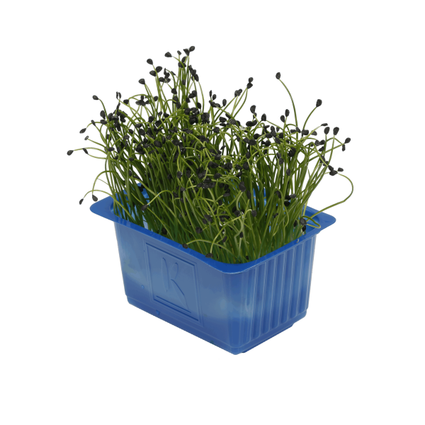 rock chives - look cress