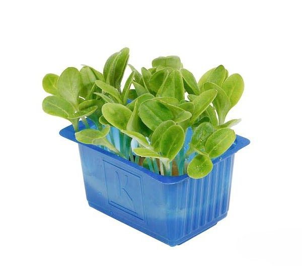 borage cress