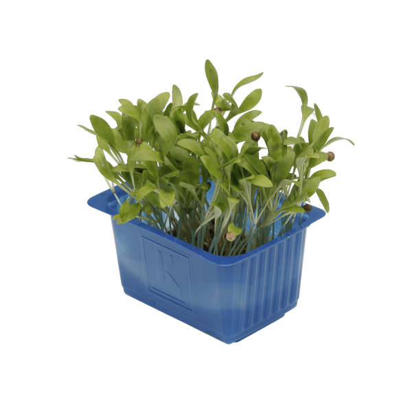 ghoa cress