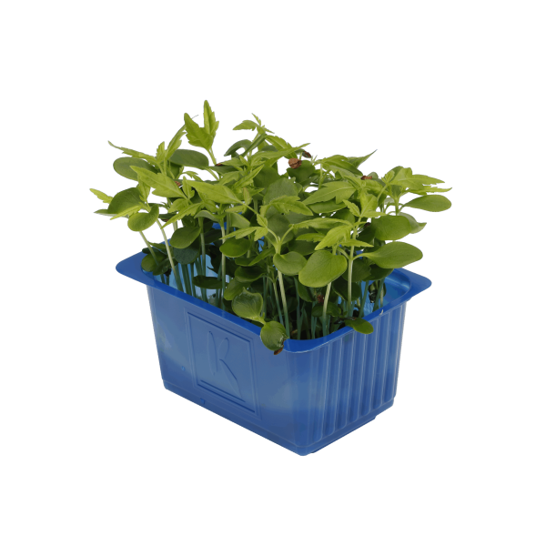 tahoon cress per 16 potjes