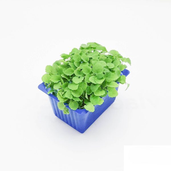 atsina cress - zoethout cress