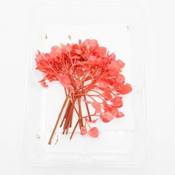 appelbloesem rood