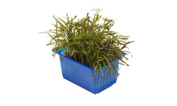 olympia cress per 16 potjes