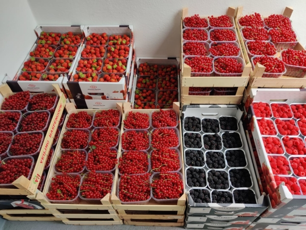 aardbei belgisch