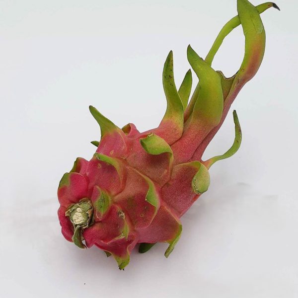pitahaya kist