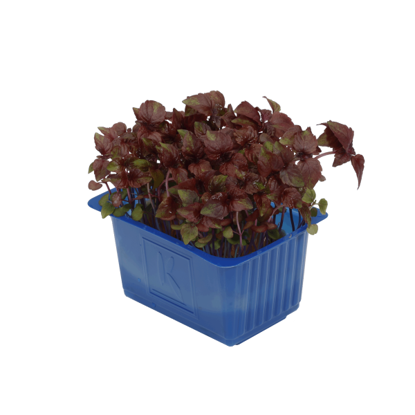 shiso paars