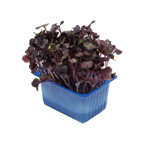 sakura cress