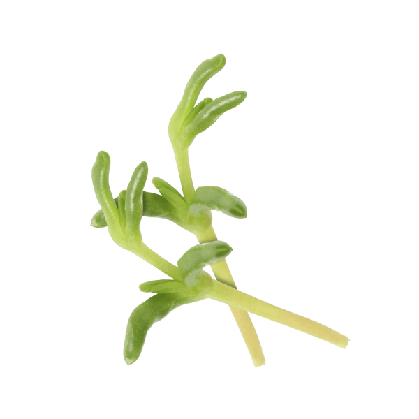 saltyfinger