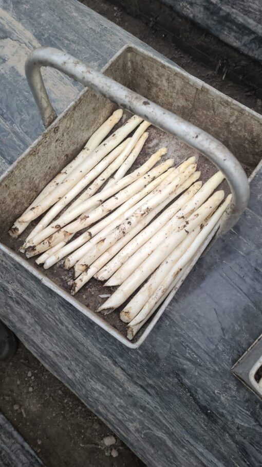 vers van het veld asperges