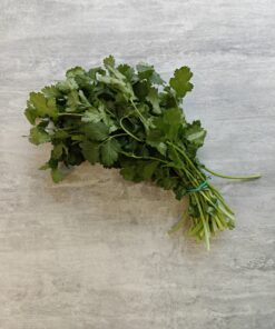 KORIANDER PLANT