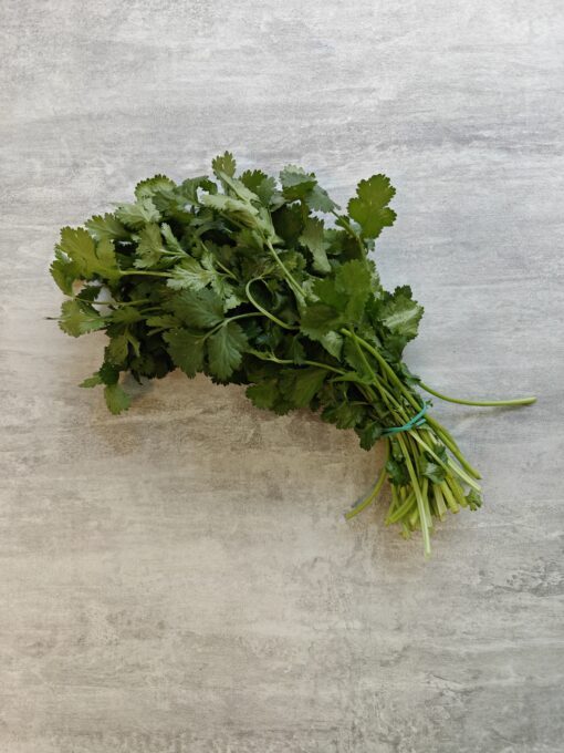 KORIANDER PLANT