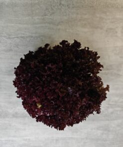 KRULSALADE