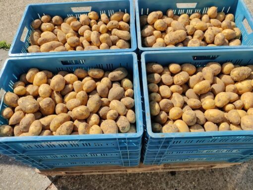 AARDAPPEL ONGEWASSEN KIST