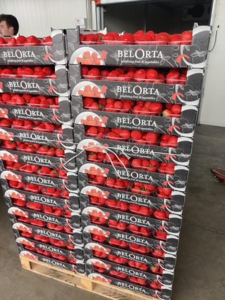 aardbei belorta