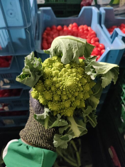 ROMANESCO
