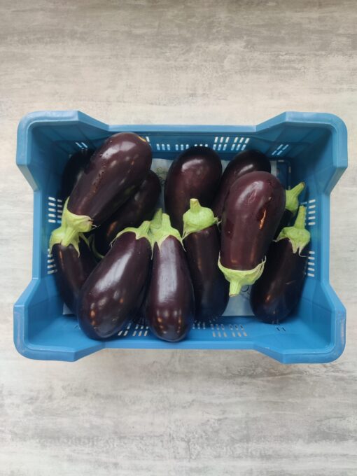 AUBERGINE KIST