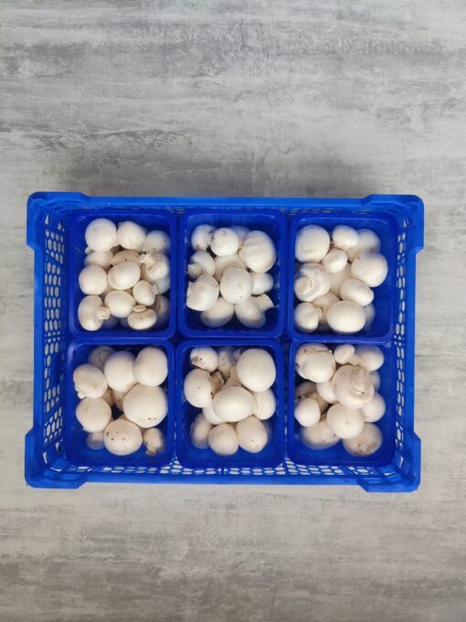 KIST PARIJSE CHAMPIGNON