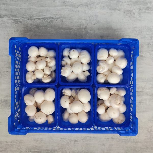 PARIJSE CHAMPIGNON KIST