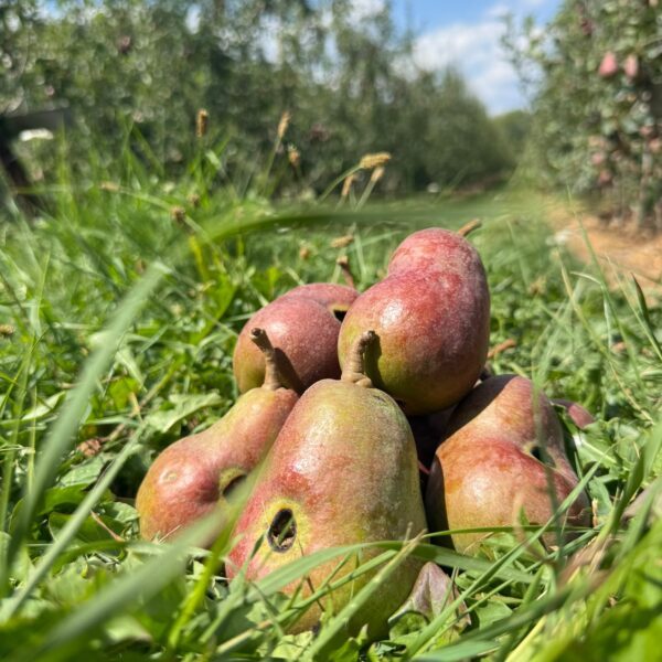 Red 5 kg peren met karakter - Steun de boer