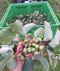 KIWIBES 200g